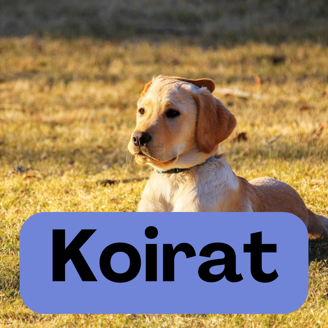 Koirat